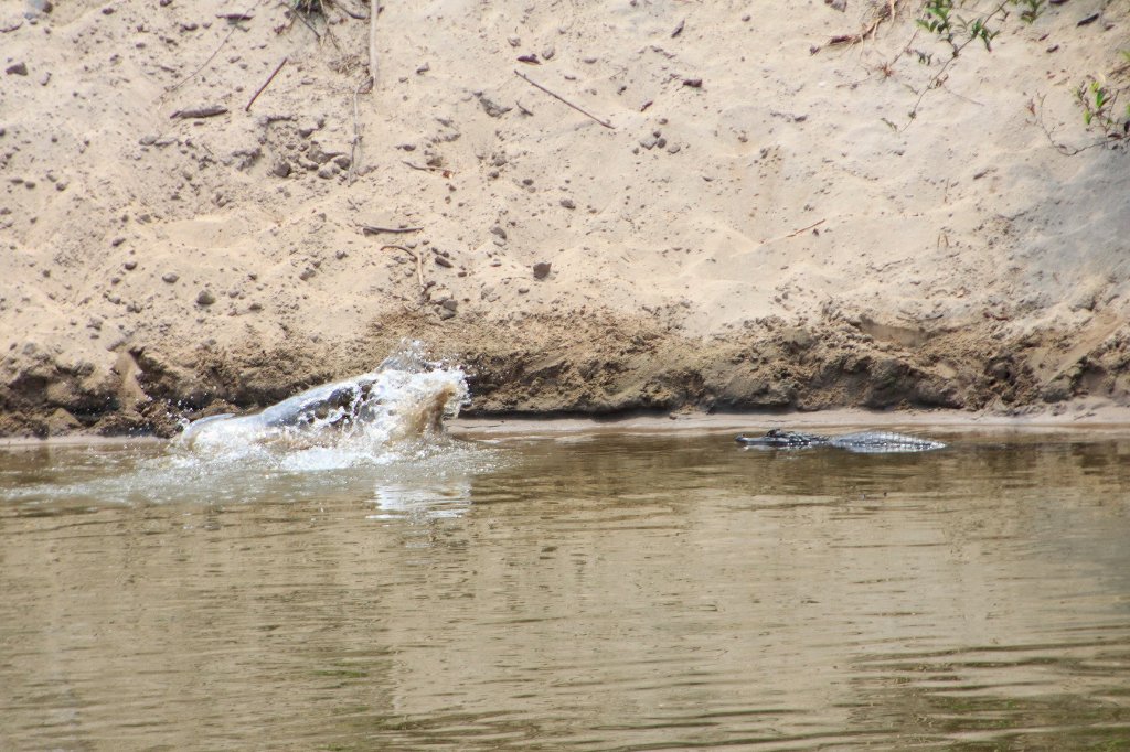 05-Fighting caimans.jpg - Fighting caimans